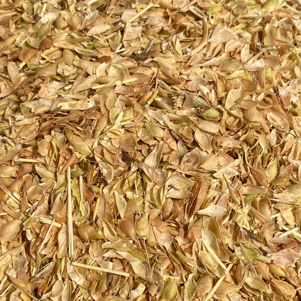 Mercimek Samanı