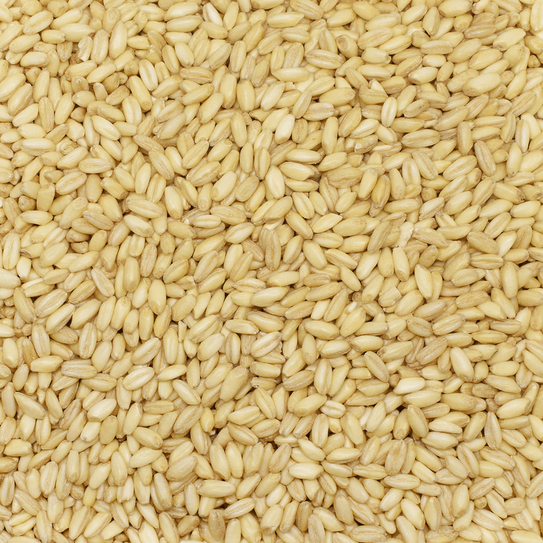 Durum Buğday