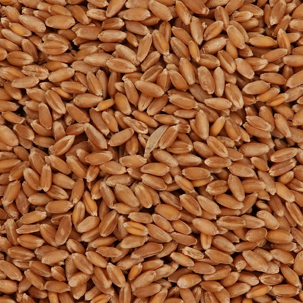 Ekmeklik Buğday